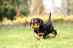 Cavalier King Charles Spaniel Puppy