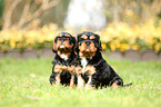 Cavalier King Charles Spaniel Puppies