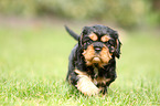 Cavalier King Charles Spaniel Puppy