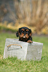 Cavalier King Charles Spaniel Puppy