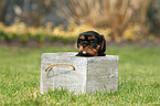Cavalier King Charles Spaniel Puppy
