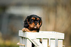 Cavalier King Charles Spaniel Puppy