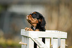Cavalier King Charles Spaniel Puppy