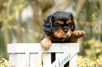 Cavalier King Charles Spaniel Puppy