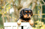 Cavalier King Charles Spaniel Puppy