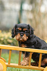 Cavalier King Charles Spaniel Puppy