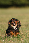 running Cavalier King Charles Spaniel