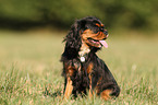 sitting Cavalier King Charles Spaniel
