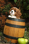 Cavalier King Charles Spaniel in wine barrel