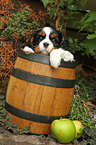 Cavalier King Charles Spaniel in wine barrel