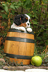 Cavalier King Charles Spaniel in wine barrel