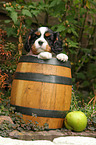 Cavalier King Charles Spaniel in wine barrel