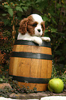 Cavalier King Charles Spaniel in wine barrel