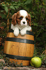 Cavalier King Charles Spaniel in wine barrel