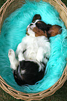 sleeping Cavalier King Charles Spaniel puppy