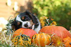Cavalier King Charles Spaniel Puppy