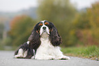 lying Cavalier King Charles Spaniel