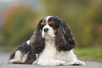 lying Cavalier King Charles Spaniel