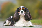 lying Cavalier King Charles Spaniel