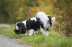 urinating Cavalier King Charles Spaniel