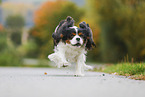 running Cavalier King Charles Spaniel