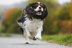 running Cavalier King Charles Spaniel