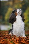 sitting Cavalier King Charles Spaniel