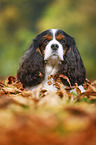 lying Cavalier King Charles Spaniel