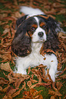 lying Cavalier King Charles Spaniel