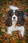 lying Cavalier King Charles Spaniel