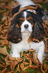 lying Cavalier King Charles Spaniel