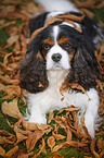 lying Cavalier King Charles Spaniel