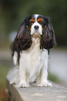 Cavalier King Charles Spaniel