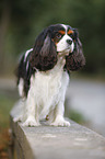 Cavalier King Charles Spaniel