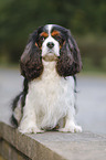 sitting Cavalier King Charles Spaniel