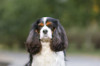 Cavalier King Charles Spaniel Portrait