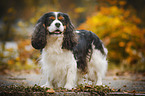 Cavalier King Charles Spaniel