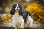 Cavalier King Charles Spaniel