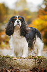 Cavalier King Charles Spaniel