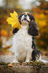 sitting Cavalier King Charles Spaniel