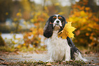 sitting Cavalier King Charles Spaniel