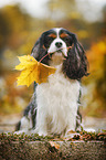 sitting Cavalier King Charles Spaniel