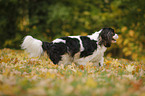 running Cavalier King Charles Spaniel