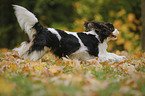 running Cavalier King Charles Spaniel