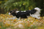 running Cavalier King Charles Spaniel