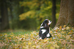 sitting Cavalier King Charles Spaniel