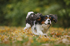 running Cavalier King Charles Spaniel