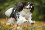 running Cavalier King Charles Spaniel