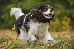 running Cavalier King Charles Spaniel