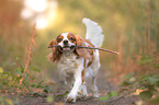 playing Cavalier King Charles Spaniel